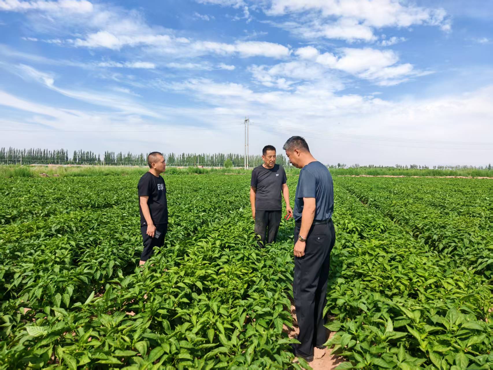 健達(dá)公司團(tuán)隊(duì)對菜椒種植基地展開實(shí)地考察